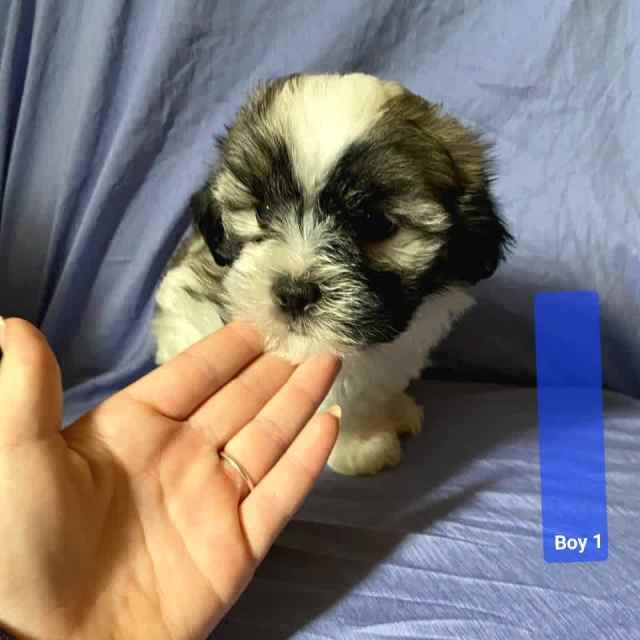 Shitzu X Malteseavailable now Dogs & Puppies Gumtree Australia