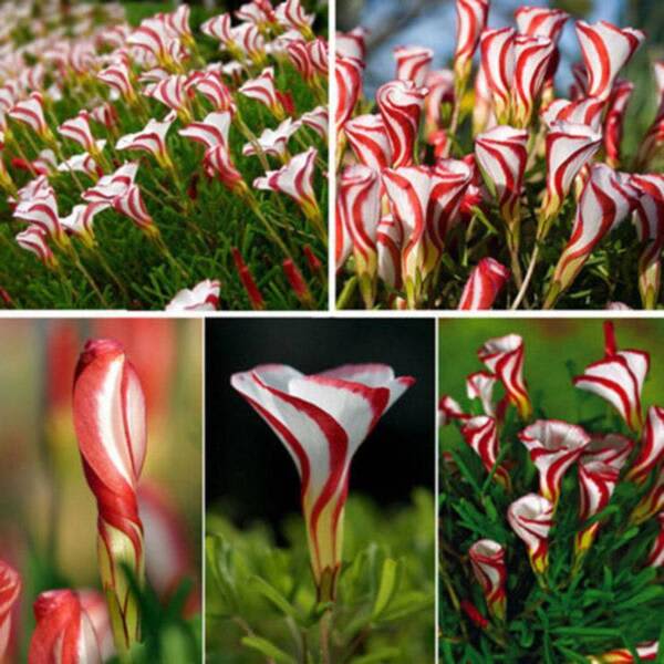 CANDY CANE OXALIS VERSICOLOR PLANT SEEDS 4 SALE ONLINE Plants in