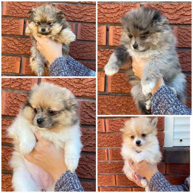 Pomeranian Female Puppies pic 1,2,3 READY WEDNESDAY 19th June Dogs
