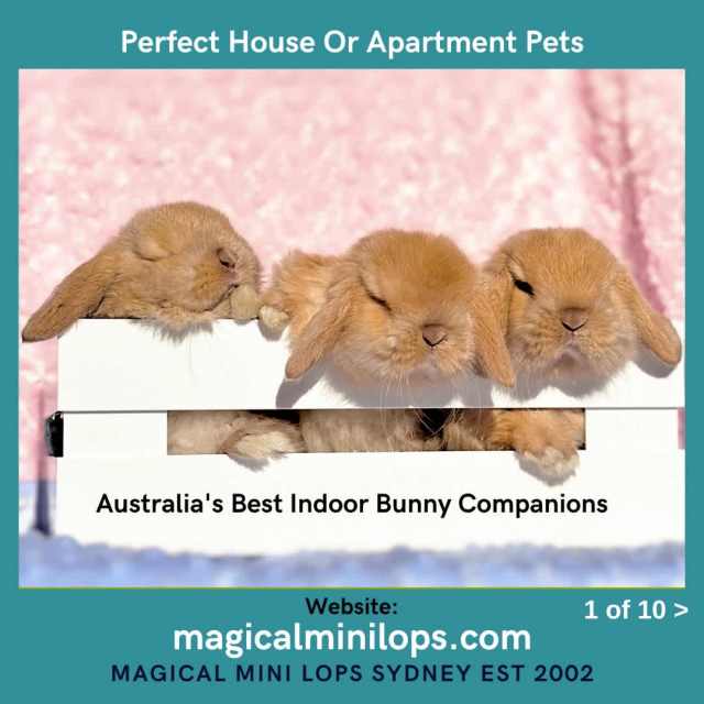 Chocolate Tort ️ Baby Mini Lop Rabbits For Sale Sydney | Rabbits ...