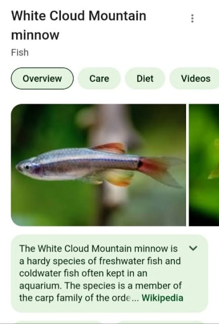 Minnow - Wikipedia