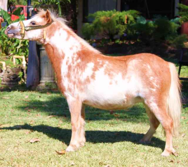 Stud Dispensing Pixie Valley Miniatures Over 40 horses Horses