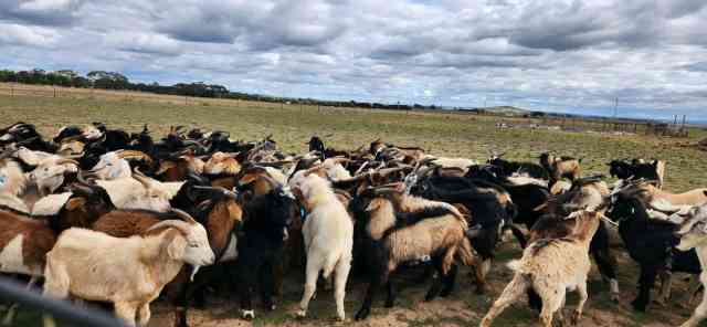 RANGELAND GOATS For Sale | Livestock | Gumtree Australia Melton Area ...