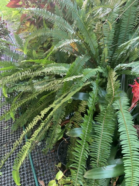 BOSTON FERN, Nephrolepis Obliterata Emerald Queen Plant - Plants in ...