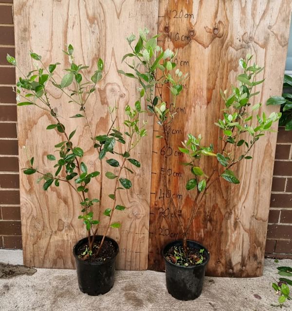 Big and bushy feijoa tree in 20cm pot Noble Park Plants Gumtree