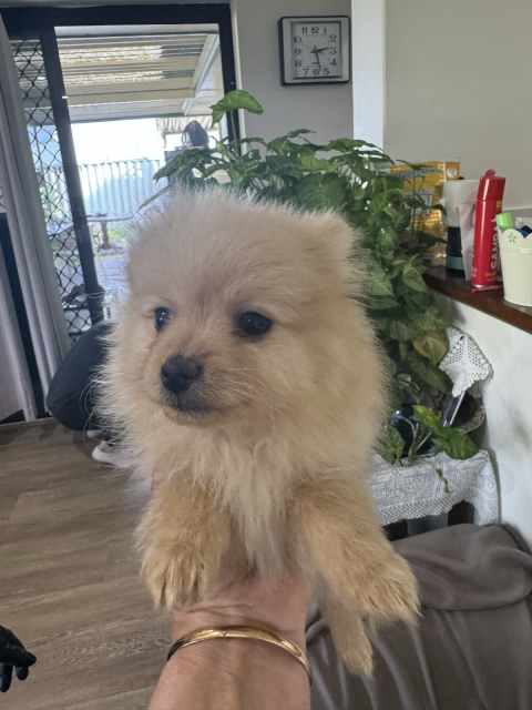 Purebred Pomeranians | Dogs & Puppies | Gumtree Australia Swan Area ...