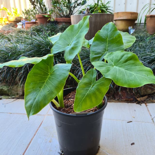 PENDING PICK UP...Elephant ear plants 3 in a pot Plants Gumtree