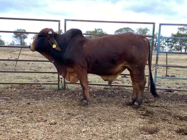 Brahman bull | Livestock | Gumtree Australia Southern Downs - Warwick ...