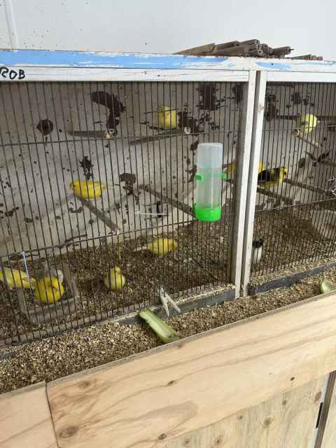 Canary Show birds or pets | Birds | Gumtree Australia Maitland Area ...