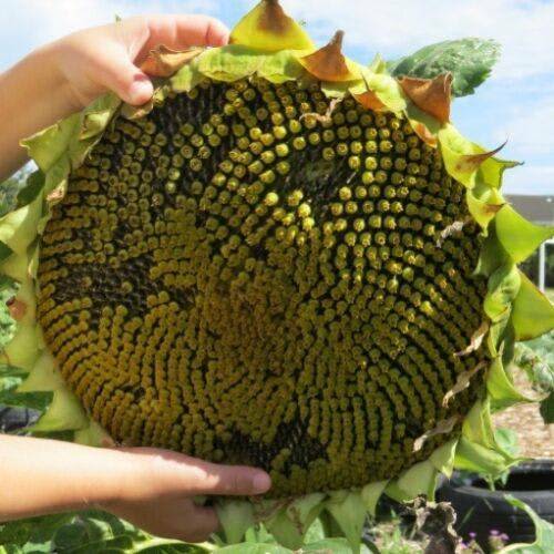 GIANT RUSSIAN SUNFLOWER SEEDS 4 SALE HERE OZ Plants Gumtree Australia Fraser Coast