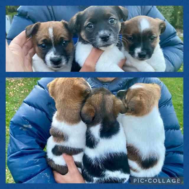 3 Jack Russell Puppies Dogs & Puppies Gumtree Australia Meander
