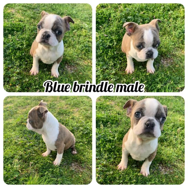 blue brindle boston terrier