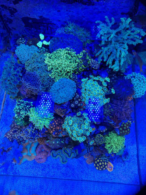 Rare and unusual corals | Fish | Gumtree Australia Hornsby Area ...