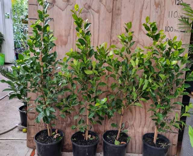 Ficus flash hilli plant in 20cm pot- Noble Park VIC | Plants | Gumtree ...