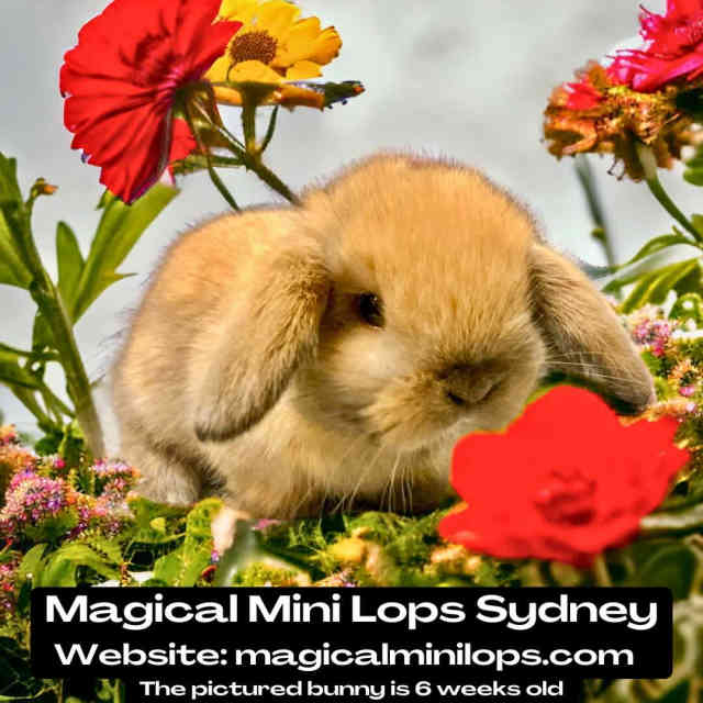 Genuine ️Purebred Baby Mini Lop Rabbits For Sale Sydney Rabbits