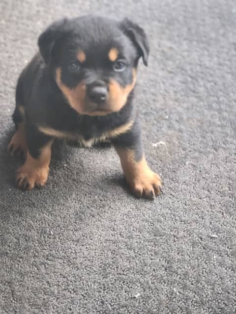 Pure breed German rottweiler puppies | Dogs & Puppies | Gumtree Australia  Brimbank Area - Albanvale | 1312467526