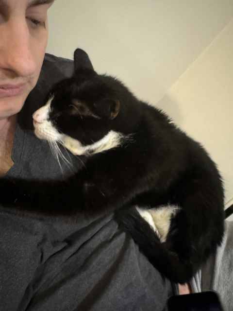 Bandy the loving rescue cat 🐈‍⬛ | Cats & Kittens | Gumtree Australia ...