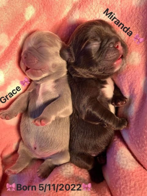 how big are french bulldog puppies when born