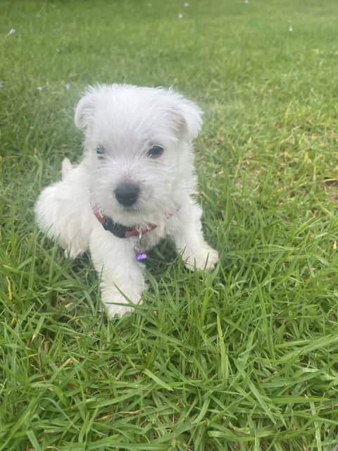 Gumtree westie puppies for clearance sale