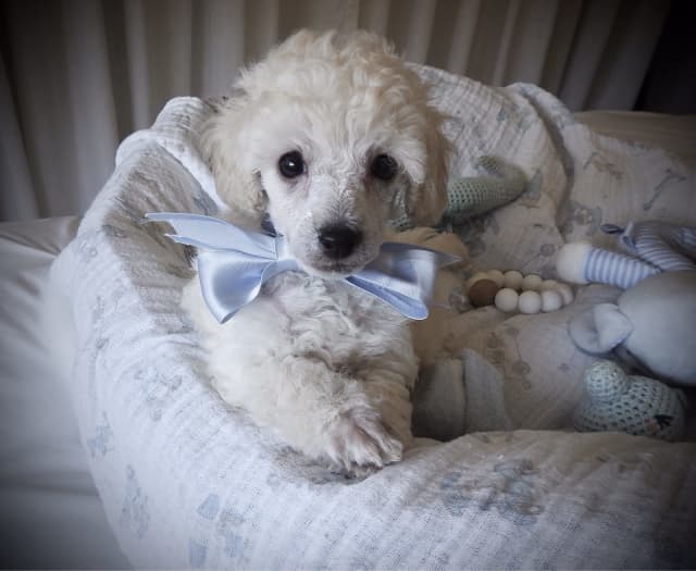 2 x TEA CUP POODLE PUPPIES Dogs & Puppies Gumtree Australia