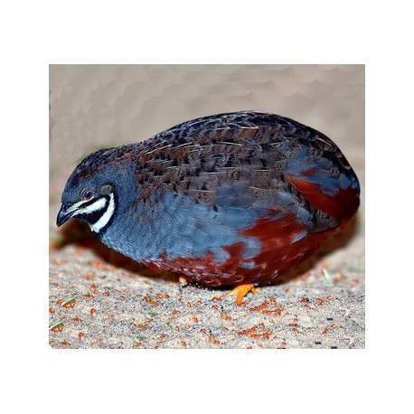 king quails for sale | Birds | Gumtree Australia Hinchinbrook Area