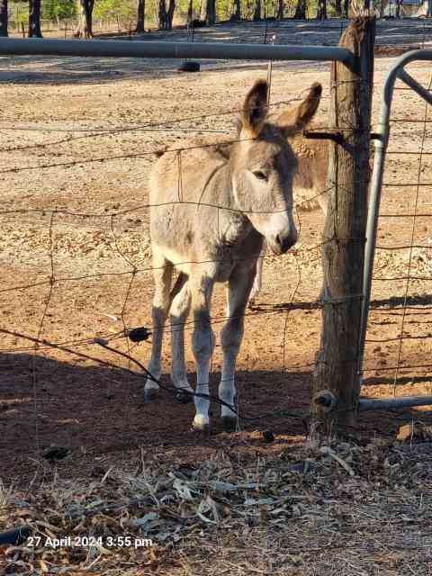 2x 6 month old donkey jacks | Livestock | Gumtree Australia Swan Area ...