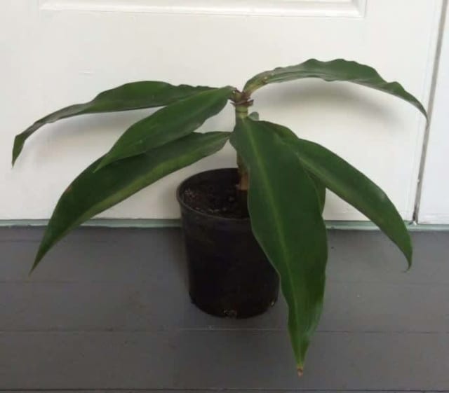 Blue ginger (Dichorysandra thyrsiflora) Plants Gumtree Australia