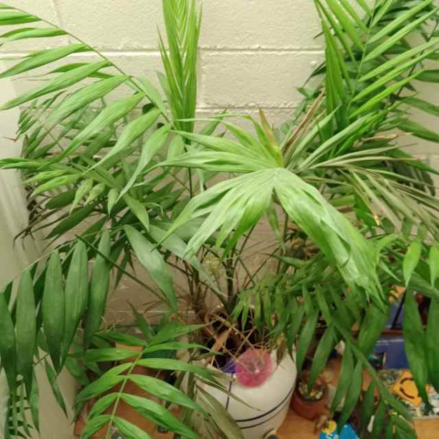 Parlour palm large size Plants in Merimbula NSW Gumtree Australia