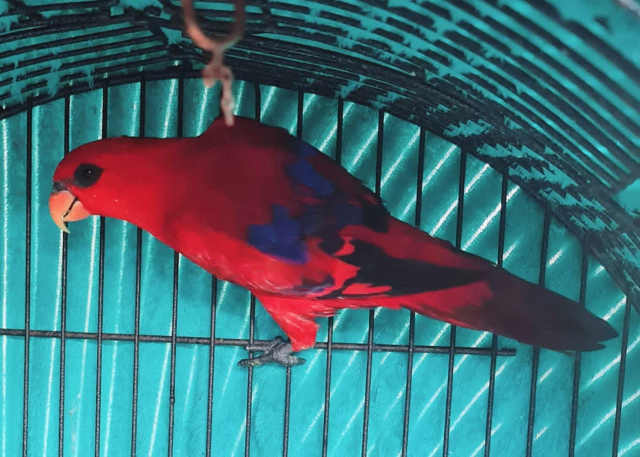 Hand Raised/ Trained and Avery Birds for sale | Birds | Gumtree ...