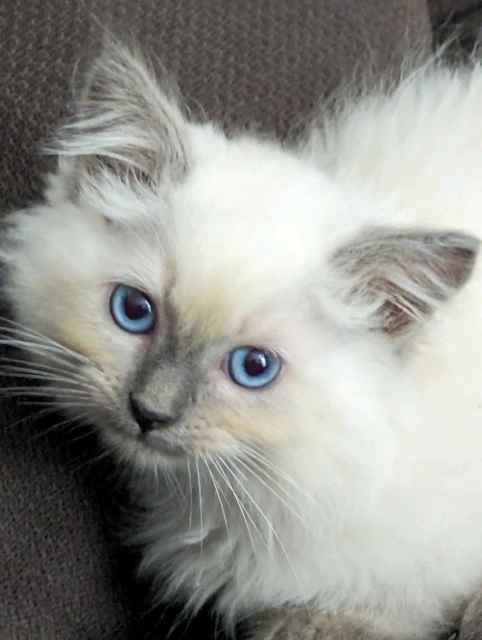 Ragdoll kittens for sale brisbane | Cats & Kittens | Gumtree Australia