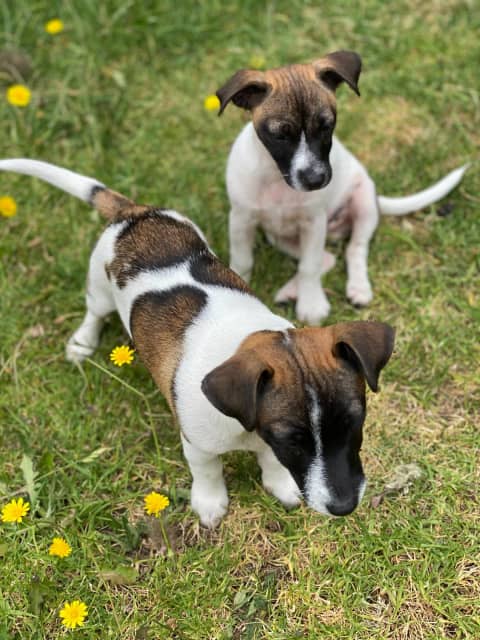 do jack russell terrier like to cuddle