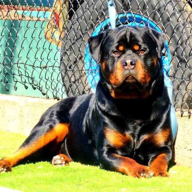 Rottweiler dog 4 years well trained high pedigree son of VON ZENNITH ...