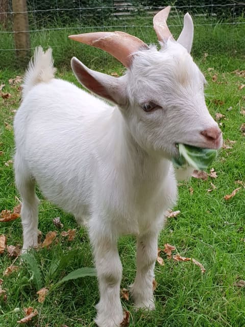 Bob 56% Pygmy miniature goat | Livestock | Gumtree Australia Wollondilly  Area - Picton | 1302253426