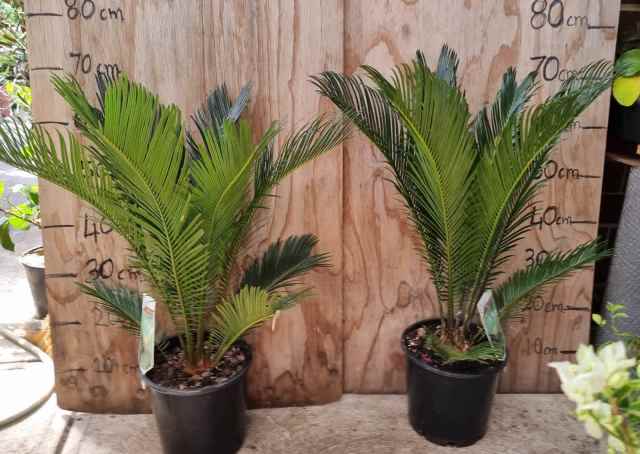 Very big and healthy cycad plant in 20cm pot - Plants in Noble Park VIC ...