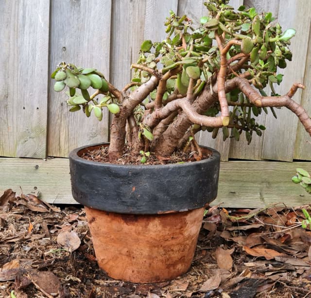 Vintage Terracotta Pot with Jade Plant Succulent Pots & Garden Beds