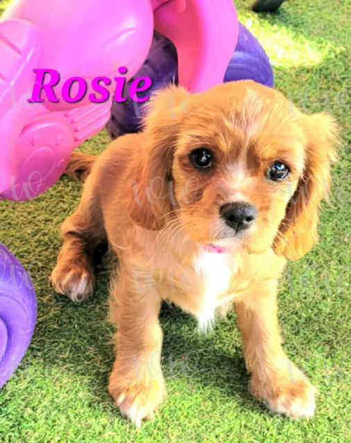 Purebred Cavalier King Charles Puppies Dogs & Puppies