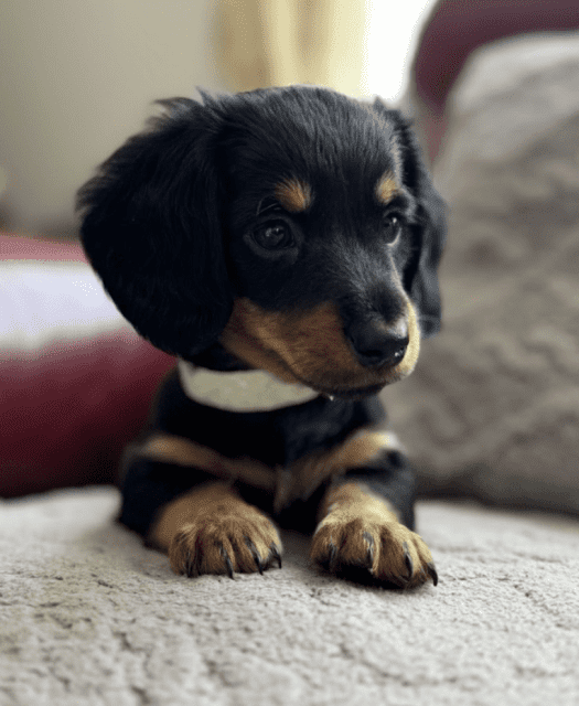 Purebred Mini Dachshund Puppies Dogs & Puppies Gumtree Australia