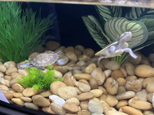MACQUARIE SHORT NECK TURTLES 🐢🐢 | Reptiles & Amphibians | Gumtree