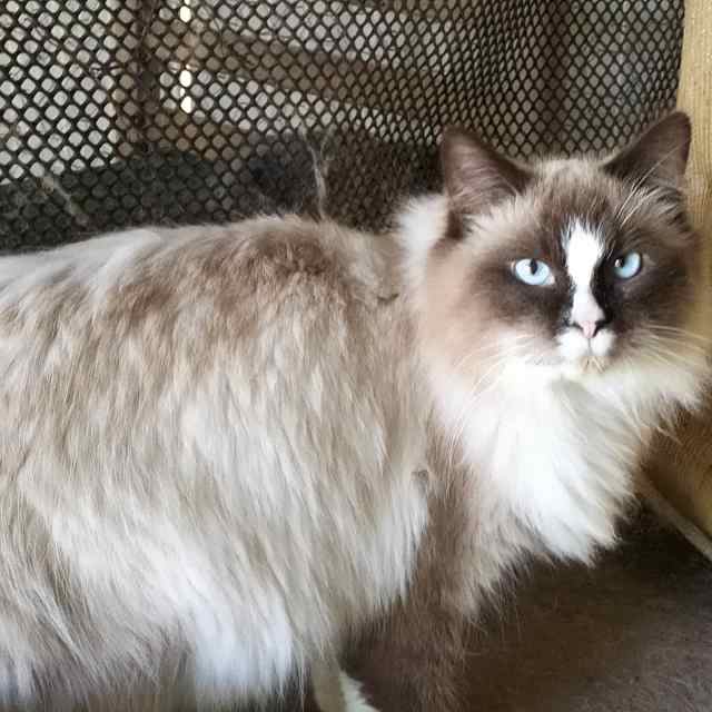 Stunning purebred Ragdoll boys | Cats & Kittens | Gumtree Australia ...