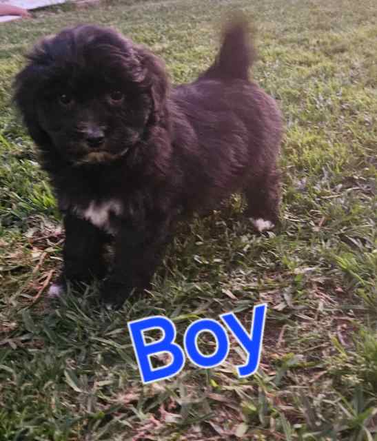 Toy Moodle Puppies 🐶 last boy and last girl. Dogs & Puppies Gumtree