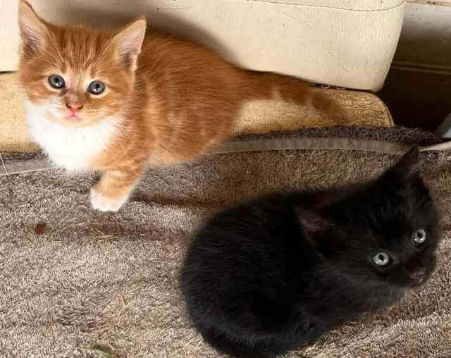 2 females 1 male kitten ragdoll x DLH Cats & Kittens Gumtree