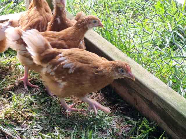 Young ISA Brown Pullets (hens/females) - backyard layers | Birds ...