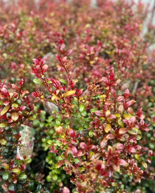 Syzygium australe Cherry Bomb Australian Lilly Pilly 20 cm pots ...