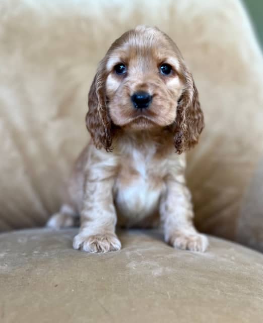 english cocker spaniel puppies