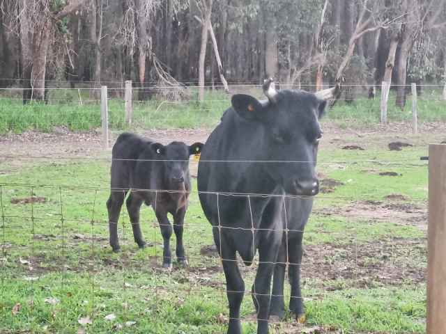 cow with calf at foof | Livestock | Gumtree Australia Dardanup Area ...