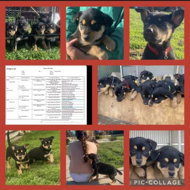 Purebred Working Kelpie Dogs & Puppies Gumtree Australia Wodonga
