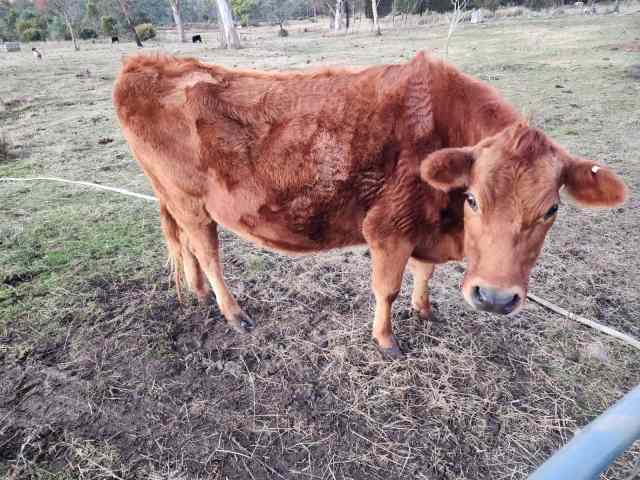 dairy heifer ready for bull | Livestock | Gumtree Australia West Tamar ...