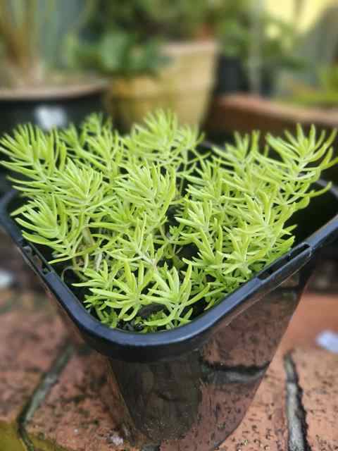 Gold Mound Sedum in 15cm Pot | Plants | Gumtree Australia Canterbury ...