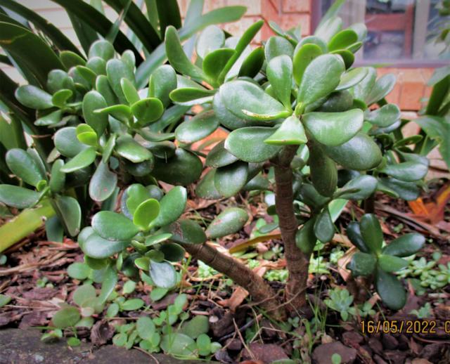 Multiple OVATA Crassula Jade/Money Plants Common Jade Succulent