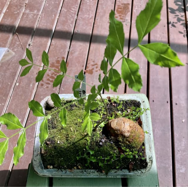 Ash Tree Pre Bonsai Plants Gumtree Australia Maroondah Area